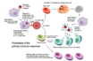 innate and adaptive subsystems of immunity