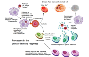 innate and adaptive subsystems of immunity