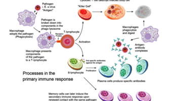 innate and adaptive subsystems of immunity