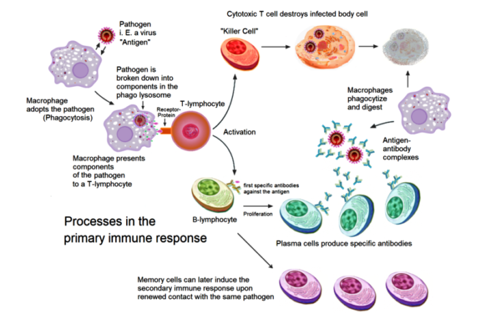 innate and adaptive subsystems of immunity