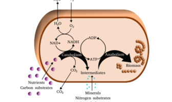 predicting the emerging symptoms of omicron