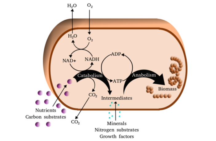 predicting the emerging symptoms of omicron