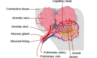 how the coronavirus spreads