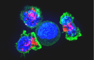t cells are a match for omicron