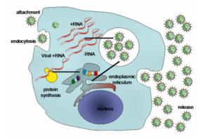 the evolution of viruses