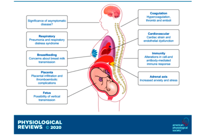 covid vaccine does not affect preterm risk