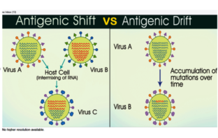 how viruses mutate and affect vaccines