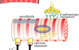 covid-19 and inflammation of the heart