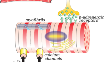 covid-19 and inflammation of the heart