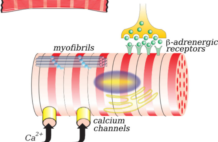 covid-19 and inflammation of the heart