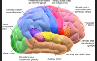 could covid-19 make changes to the brain