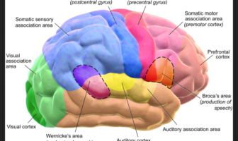 could covid-19 make changes to the brain
