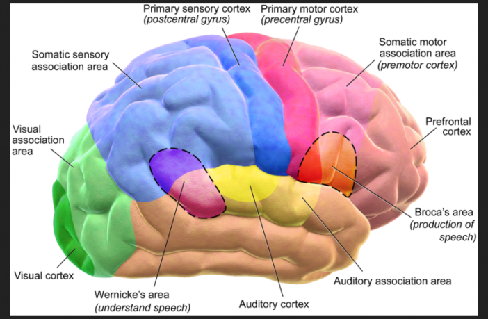 could covid-19 make changes to the brain