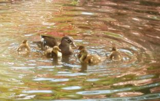 bleak hope for herd immunity