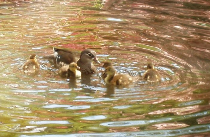 bleak hope for herd immunity