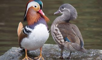 most valued qualities in a mate during covid