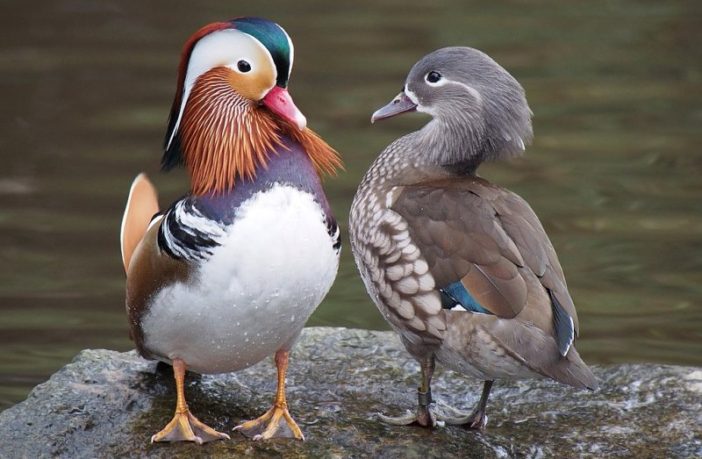 most valued qualities in a mate during covid