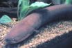 could electric eels give batteries a few tips