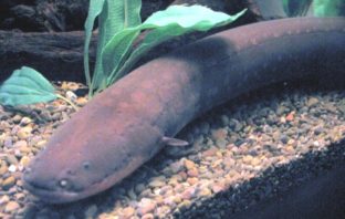could electric eels give batteries a few tips
