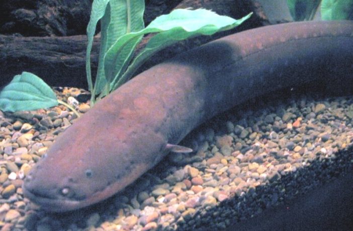 could electric eels give batteries a few tips