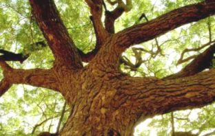 possibility of an antiviral ayurvedic compound