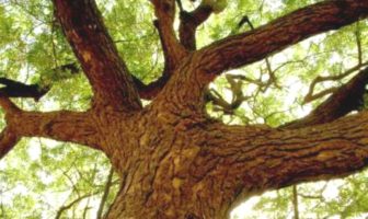 possibility of an antiviral ayurvedic compound