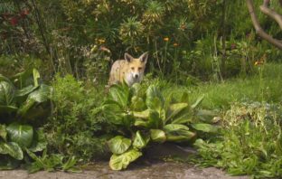 should our gardens become carbon sinks