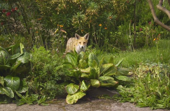 should our gardens become carbon sinks