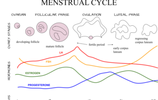 covid-19's disruption of menstrual periods