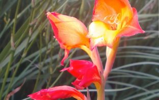 traditional african remedy could beat covid