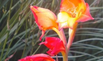 traditional african remedy could beat covid