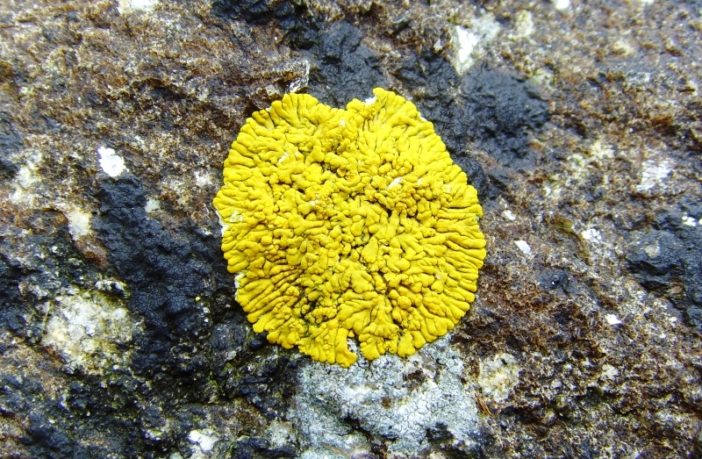 extending organic aqueous flow battery life