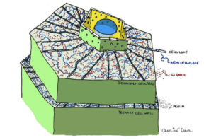 european battery anodes based on wood