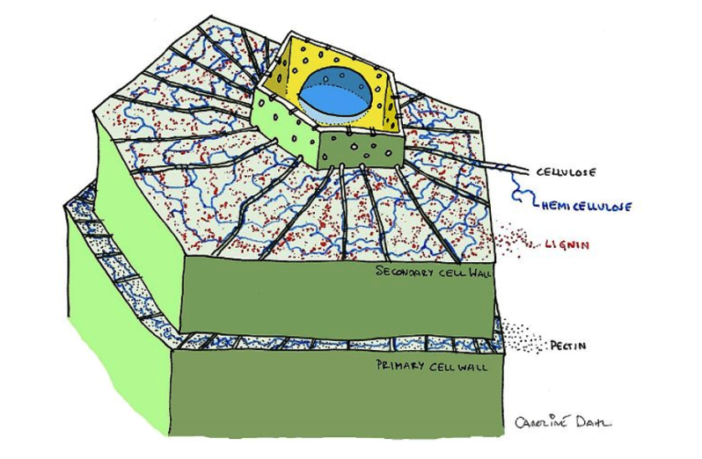 european battery anodes based on wood
