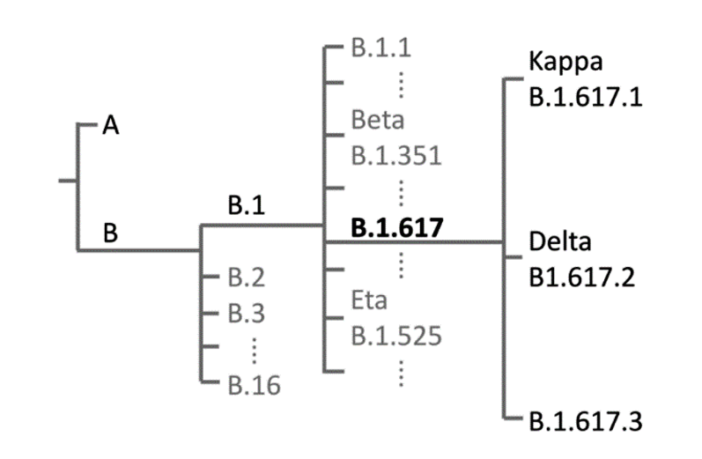 lay persons guide to covid numbers game