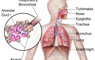 Flu infections could help fight off covid