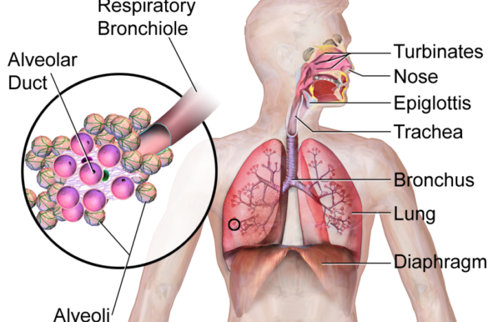 Flu infections could help fight off covid