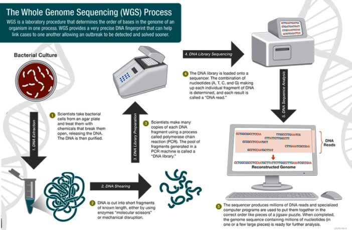 sequencing to identify new covid variants