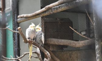 did twitter iron out the truth about covid