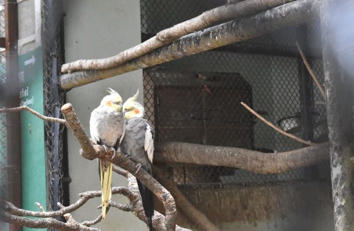 did twitter iron out the truth about covid