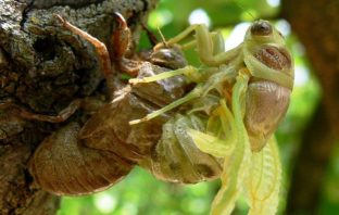 new type of battery from crab shells