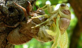 new type of battery from crab shells