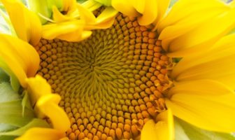 are the lessons of covid