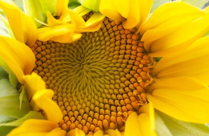 are the lessons of covid