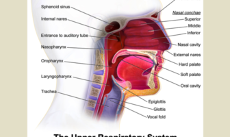 the commonest symptoms of omicron ba.5