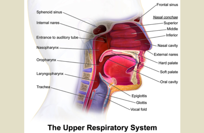 the commonest symptoms of omicron ba.5