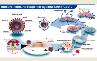 monoclonal antibodies