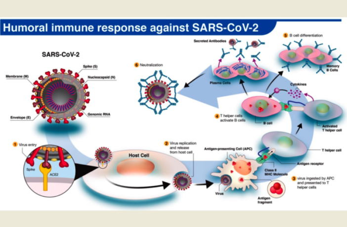 monoclonal antibodies