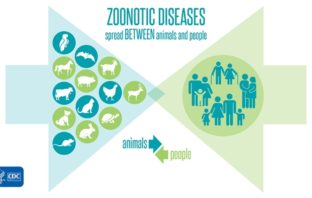 sharing covid between people and animals