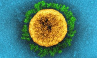 converging evolution of omicron